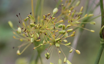 Peucedanum officinale Samenstand, Foto vom 18.8. (© Gabriele Renneberg)