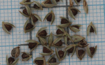 Phaenosperma globosum Samen (© Gabriele Renneberg)