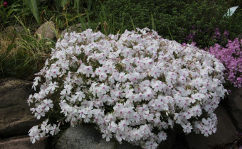 Phlox subulata 'Amazing Grace', Foto vom 19.5.  (© Gabriele Renneberg)