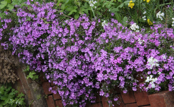 Phlox subulata 'Purple Beauty', Foto vom 23.4.  (© Gabriele Renneberg)