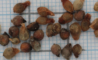 Pinellia pedatisecta getrocknete Samen (© Gabriele Renneberg)