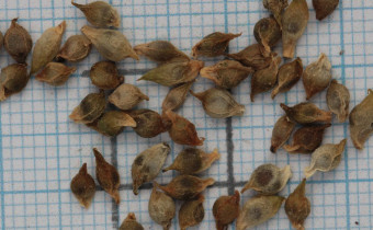 Pinellia tripartita Samen (© Gabriele Renneberg)