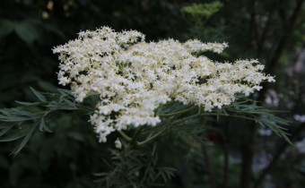 Sambucus nigra 'Laciniata', Foto vom 5.6. (© Gabriele Renneberg)