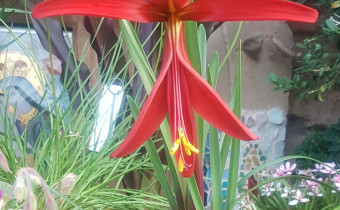 Sprekelia formosissima (© K.J.)