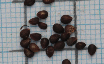 Stachys recta Samen (© Gabriele Renneberg)
