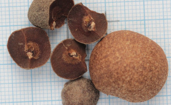 Syzygium jambos Samen (© Gabriele Renneberg)