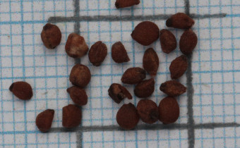 Tigridia pavonia Samen (© Gabriele Renneberg)