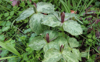 Trillium cuneatum, Foto vom 23.4. (© Gabriele Renneberg)