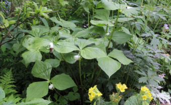 Trillium rugelii, Foto vom 19.5. (© Gabriele Renneberg)