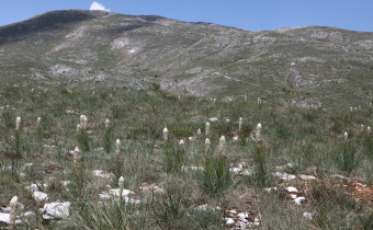 Asphodeline taurica, Foto vom 12.5. (© Spender 368)