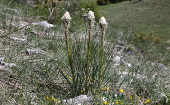 Asphodeline taurica, Foto vom 12.5. (© Spender 368)