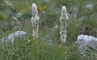 Asphodeline taurica, Foto vom 12.5. (© Spender 368)