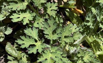 Chelidonium majus `Laciniatum´ (© Spender 419)