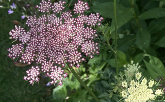 Daucus carota `Dara´, Foto vom 4.7. (© Spender 419)
