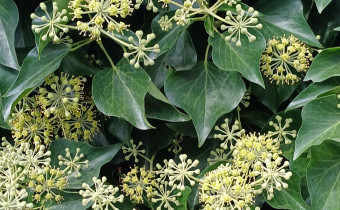 Hedera helix, Foto vom 15.9. (© Spender 55)