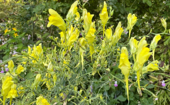 Linaria genistifolia (© Spender 419)