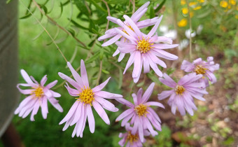 Oclemena nemoralis, Foto vom 15.9. (© Spender 55)