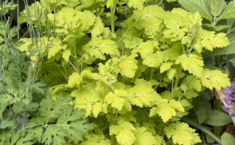 Tanacetum parthenium `Aureum´, Foto vom 11.5. (© spender 419)