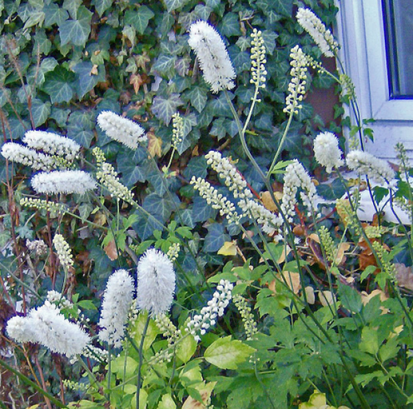 Actaea simplex, Sorte 'White Pearl', Foto vom 20.10. (© Spender 240)