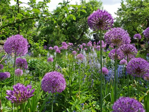 'Purple Sensation', Foto vom 16. 5. (© Spender 319)