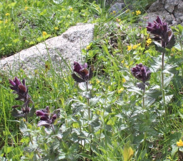Foto vom 22. Juni, Pflanze am Naturstandort (© Spender 55)