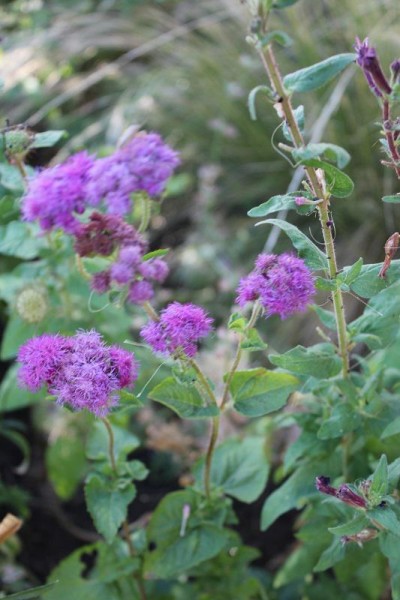 Foto vom 6.8. (© Spender 86)