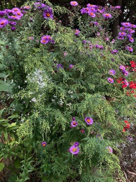 Artemisia annua vor Aster (© Spender 419)
