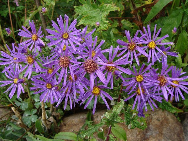 Aster amellus `Veilchenkönigin´, Foto vom 9.9. (© Spender 55)