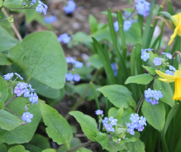 Brunnera macrophylla, Foto vom 3. April (© Spender 86)