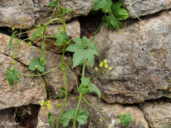 Bryonia cretica ssp. dioica, Foto vom 22. April (© Spender 319)