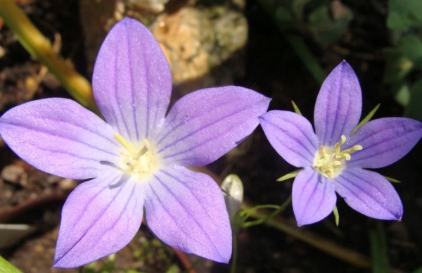 Sorte 'Meteora', Foto vom 25. Juni (© Spender 55)