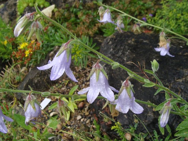 Campanula sarmatica, Foto vom 21. Juni (© Spender 55)