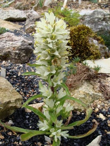 Campanula thyrsoides ssp. thyrsoides, Foto vom 31. Juli (© Spender 55)