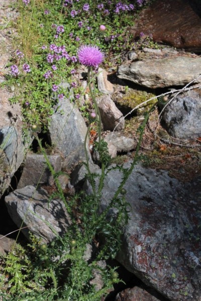 Foto vom 25. Juni, am Naturstandort (© Spender 55)