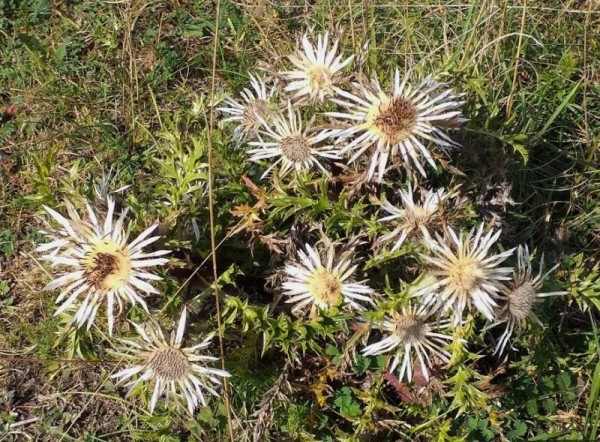  Carlina acaulis ssp. caulescens am Naturstandort Schwäbische Alb, Foto vom 23.9. © Spender 55)