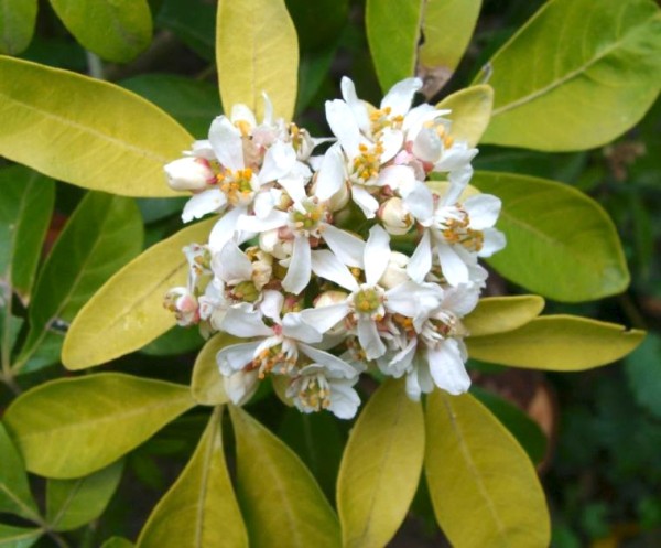 Choisya ternata `Sundance´, Foto vom 18. Mai (© Spender 55)