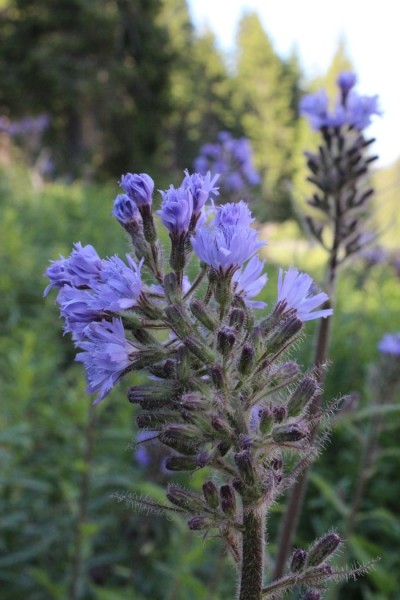 Foto vom 25. Juni, am Naturstandort (© Spender 55)
