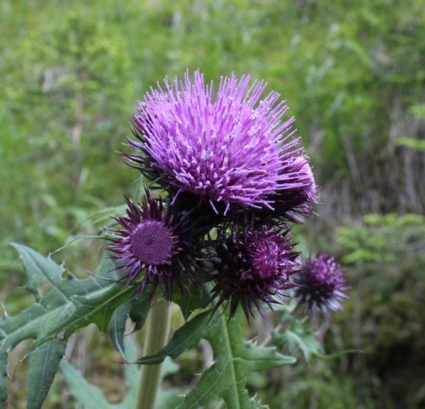 Foto vom 26. Juni, am Naturstandort (© Spender 55)