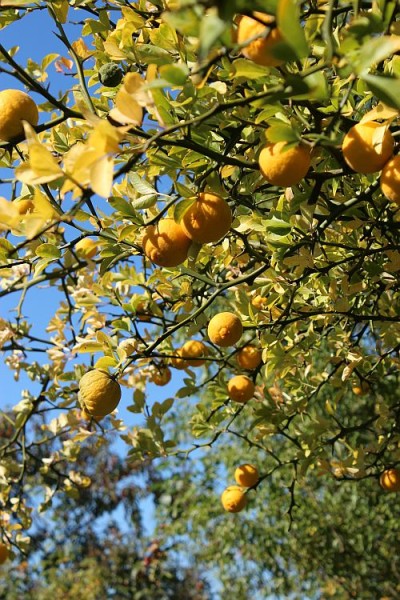 Citrus trifoliata, Foto vom 19. Oktober (© Spender 55)