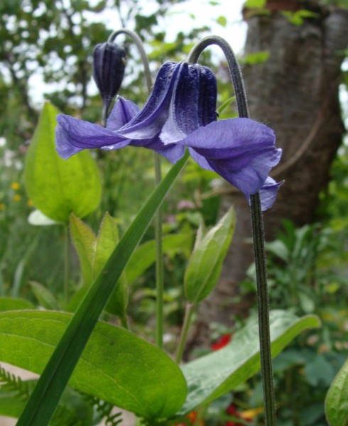 Clematis integrifolia `Baby Blue´, Foto vom 22. Mai (© Spender 55)
