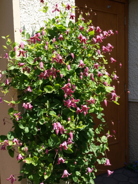 Foto vom 17. Juni, Sorte 'Etoile Rose' (© Spender 319)