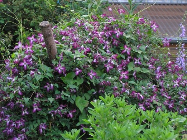 Clematis viticella `Walenbourg´ (© Spender 32)