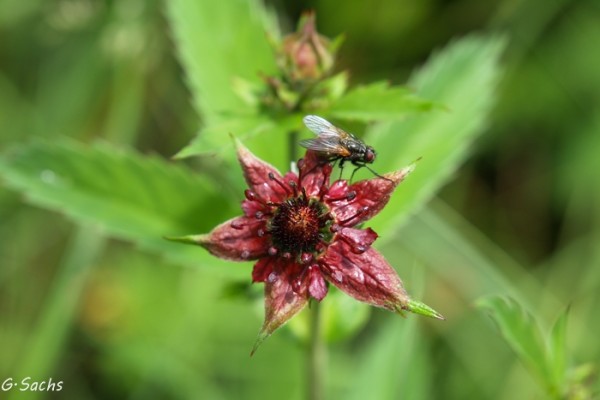Foto vom 2. Juni (© Spender 319)