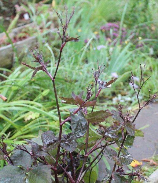 Cryptotaenia japonica 'Purpurascens'; Foto vom 7. Juli (© Spender 55)