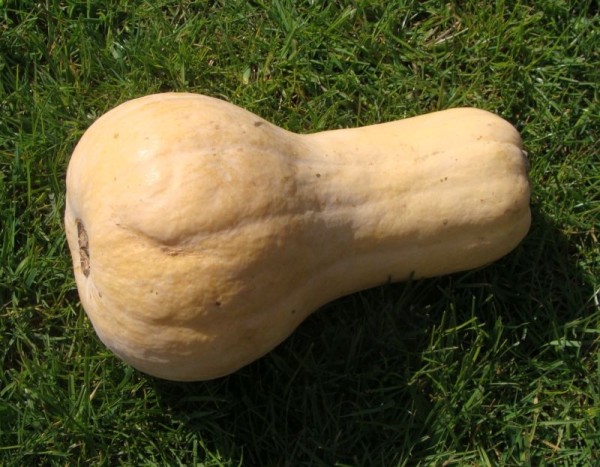 Cucurbita moschata `Butternut´, Foto vom 3. September (© Spender 55)