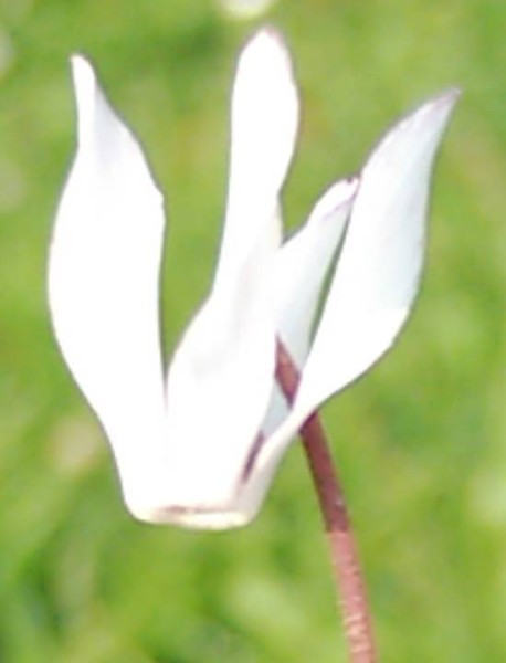 Cyclamen balearicum am Naturstandort (Mallorca © Spender 55)