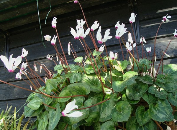 Foto vom 25. Februar, Wildform (© Spender 55)