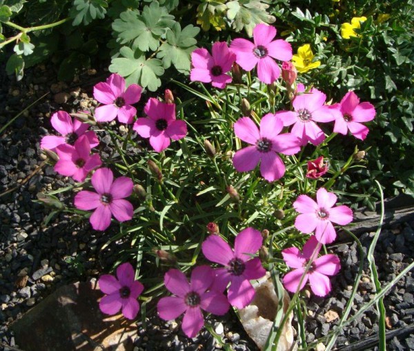 Dianthus haematocalyx ssp. pindicola; Foto vom 17.5. (© Spender 55)