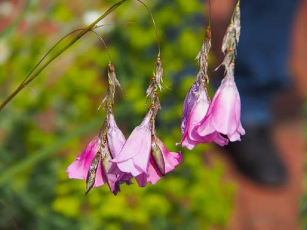 © Spender 319