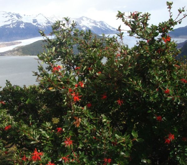 Foto vom 1. Januar, Naturstandort Patagonien (© Spender 55)